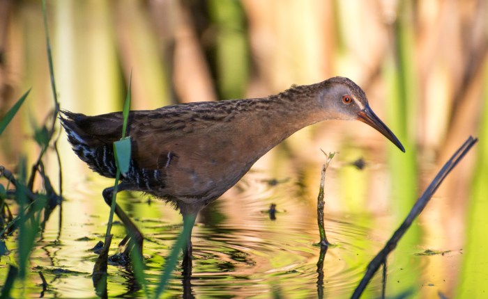 A Virginia Rail&nbsp;Family