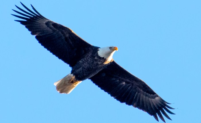 Bald Eagles in&nbsp;Illinois